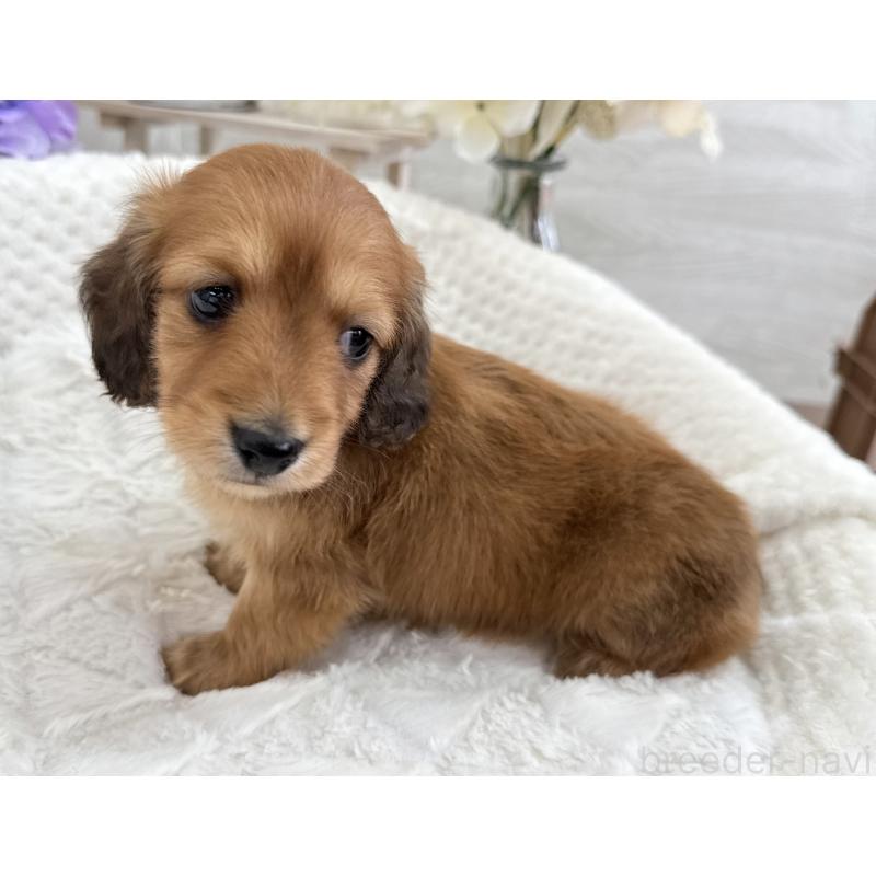 販売中の京都府のミニチュアダックスフンド(ロングヘアード)-423398の7枚目