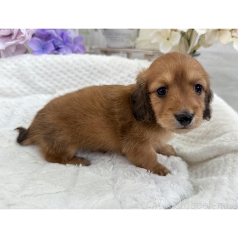 販売中の京都府のミニチュアダックスフンド(ロングヘアード)-423398の6枚目