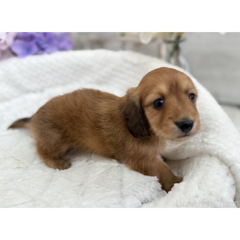 販売中の京都府のミニチュアダックスフンド(ロングヘアード)-423398の5枚目