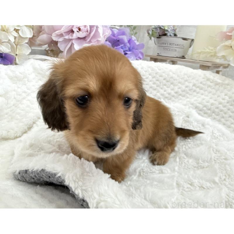 販売中の京都府のミニチュアダックスフンド(ロングヘアード)-423398の4枚目