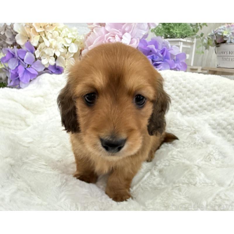 販売中の京都府のミニチュアダックスフンド(ロングヘアード)-423398の3枚目