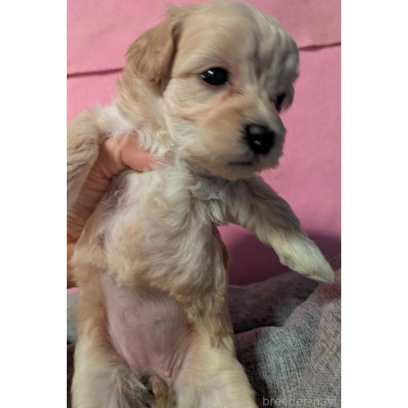 販売中の埼玉県のマルプー:マルチーズ×トイプードル-423399の5枚目