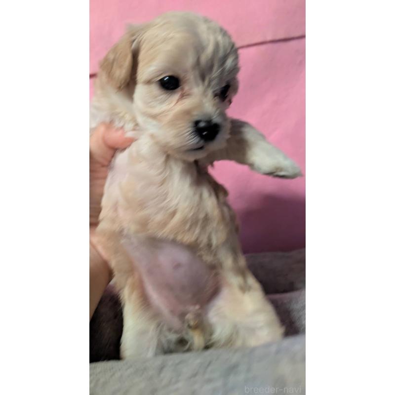 販売中の埼玉県のマルプー:マルチーズ×トイプードル-423399の4枚目