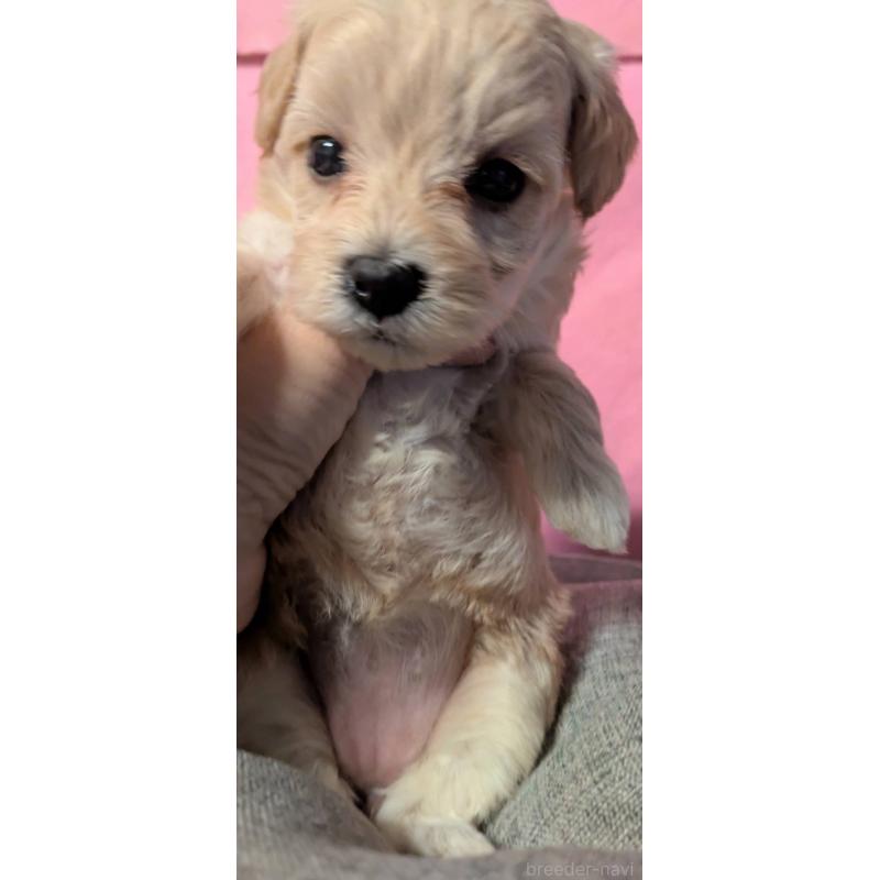 販売中の埼玉県のマルプー:マルチーズ×トイプードル-423399の3枚目