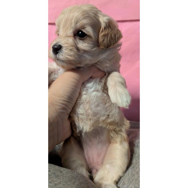 販売中の埼玉県のマルプー:マルチーズ×トイプードル-423399の2枚目