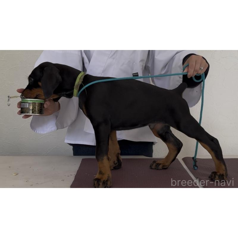 販売中の兵庫県のドーベルマン-423400の2枚目