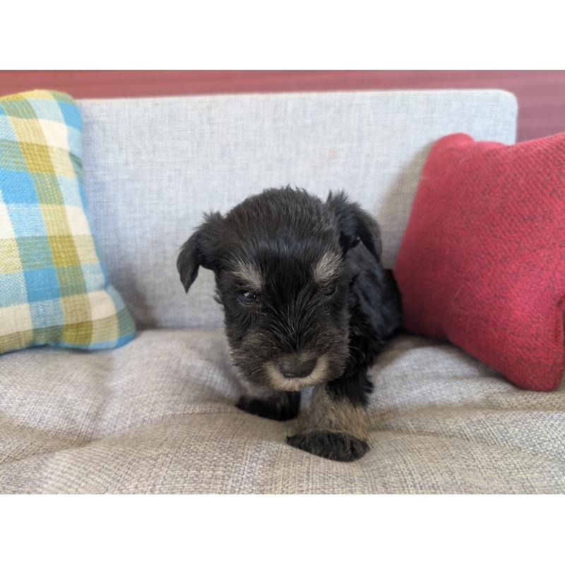 商談中の福岡県のミニチュアシュナウザー-423402の7枚目