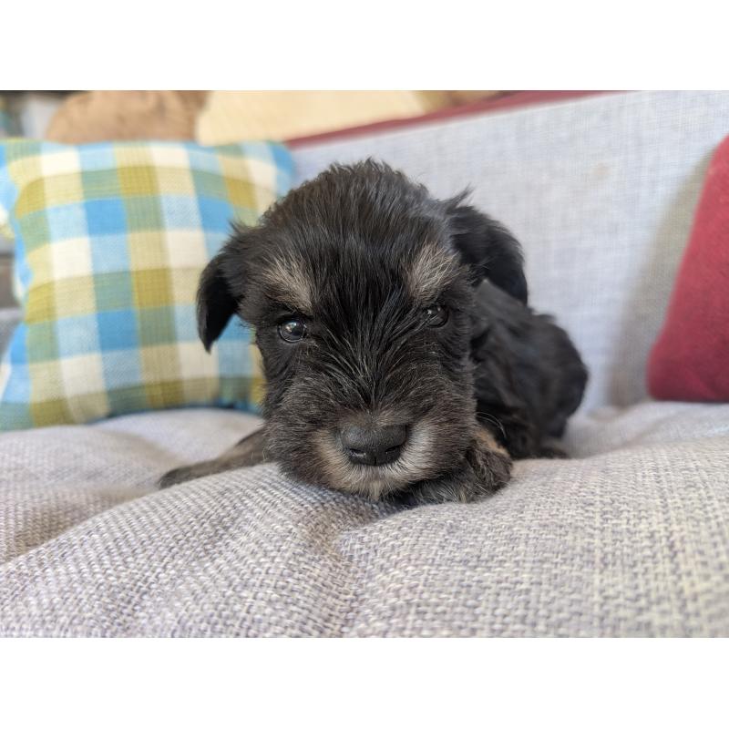 商談中の福岡県のミニチュアシュナウザー-423402の6枚目