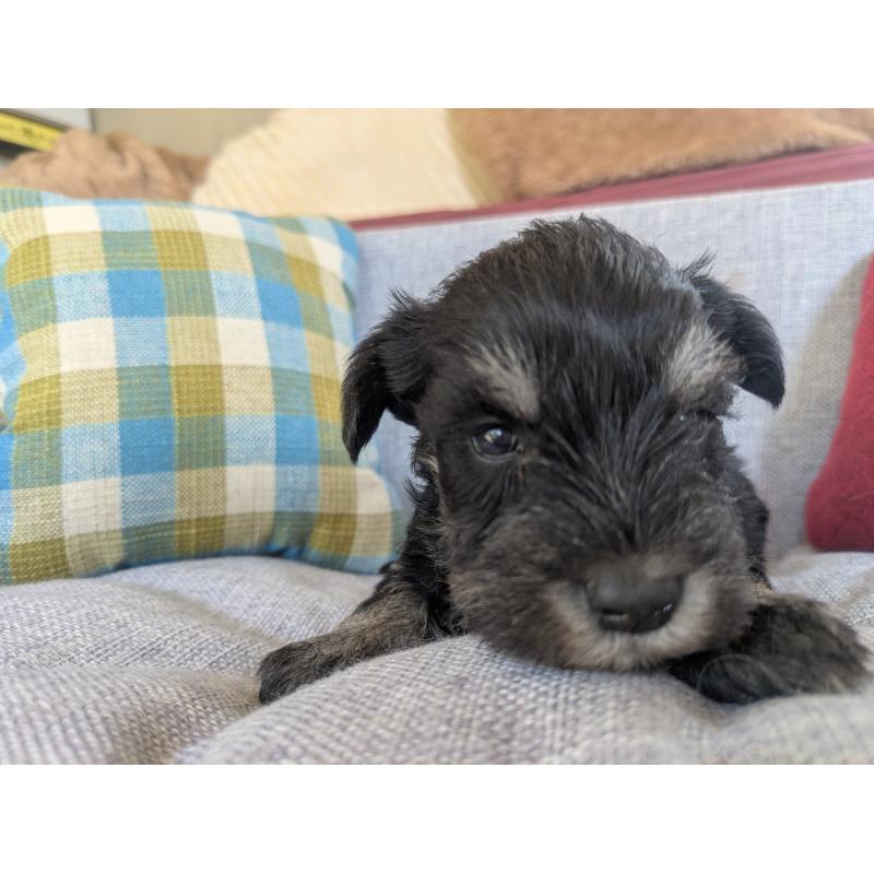 商談中の福岡県のミニチュアシュナウザー-423402の5枚目