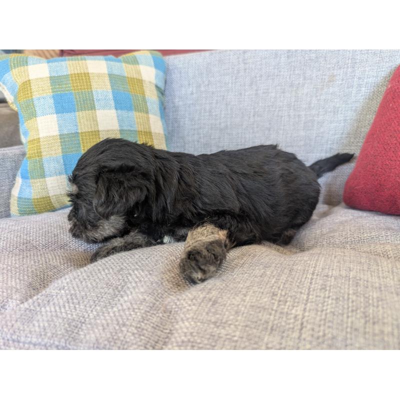 商談中の福岡県のミニチュアシュナウザー-423402の4枚目