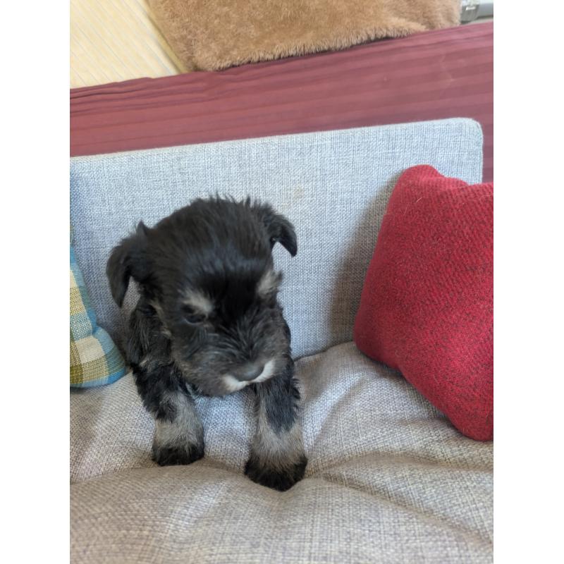 商談中の福岡県のミニチュアシュナウザー-423402の3枚目