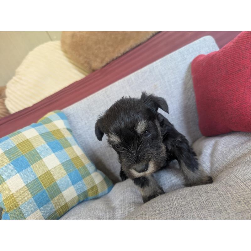 商談中の福岡県のミニチュアシュナウザー-423402の2枚目