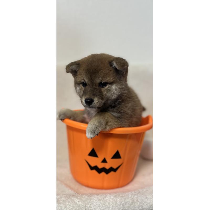 販売中の福岡県の柴犬-423403の1枚目