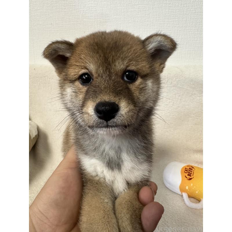 販売中の福岡県の柴犬-423403の2枚目