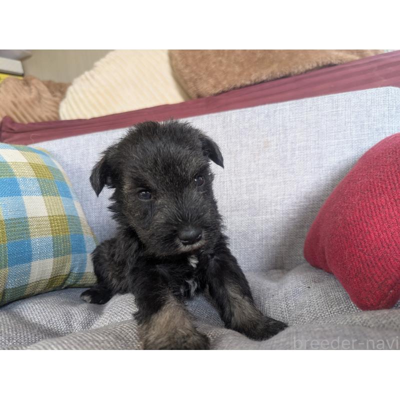 商談中の福岡県のミニチュアシュナウザー-423404の9枚目