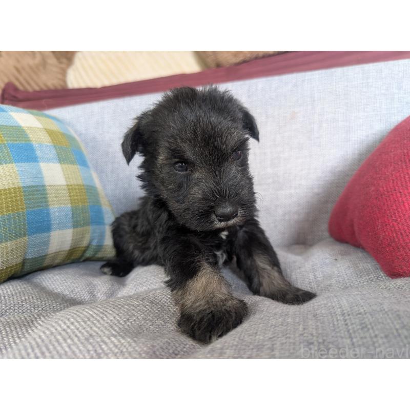 商談中の福岡県のミニチュアシュナウザー-423404の8枚目