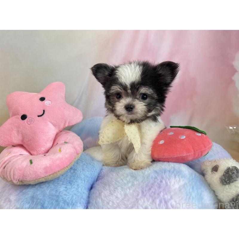 販売中ののチワマル:チワワ×マルチーズ-410817