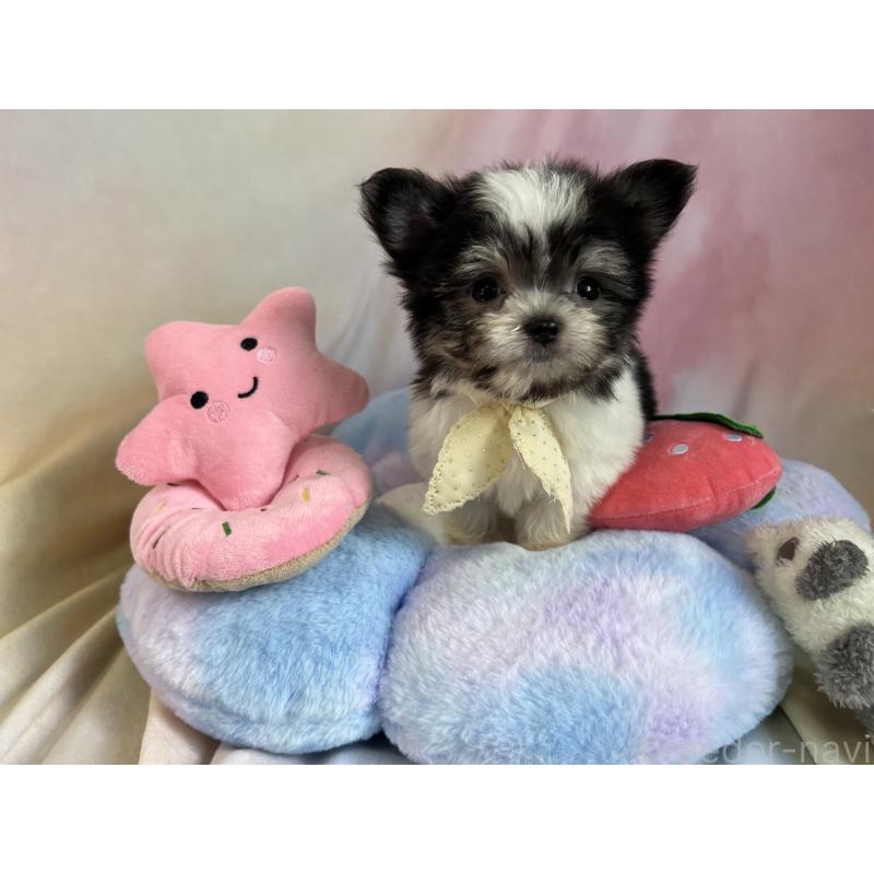 販売中の茨城県のチワマル:チワワ×マルチーズ-410817の7枚目