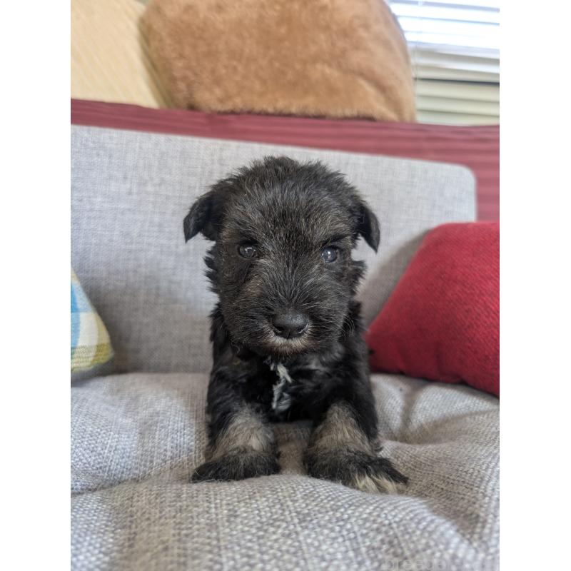 商談中の福岡県のミニチュアシュナウザー-423404の7枚目