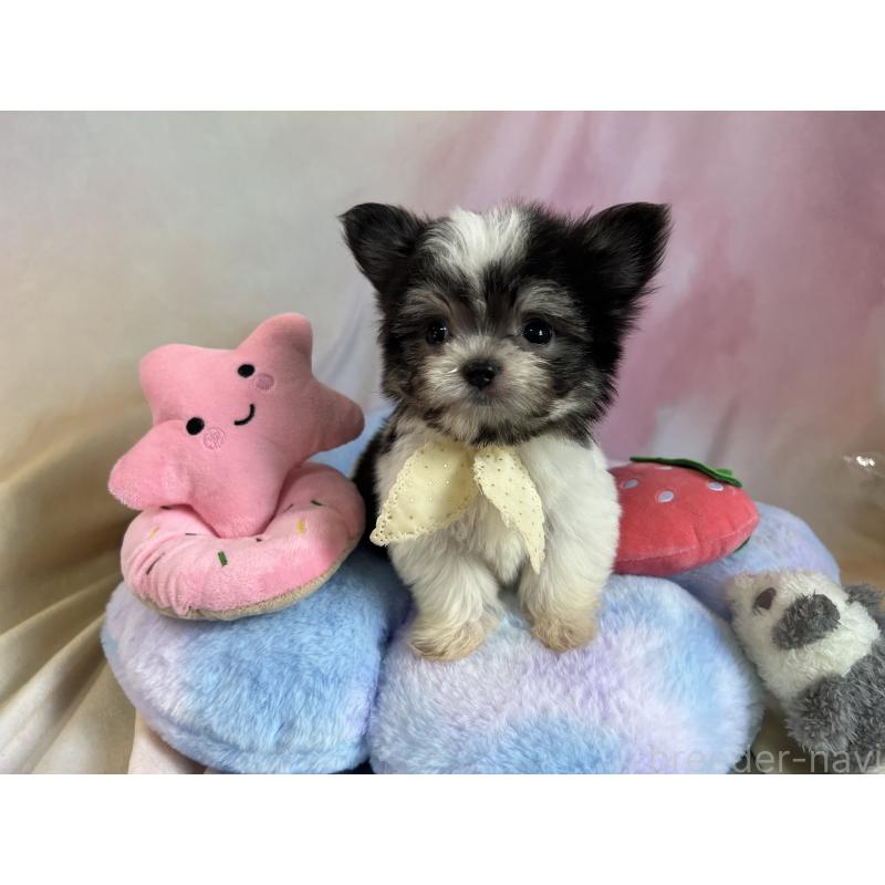 販売中の茨城県のチワマル:チワワ×マルチーズ-410817の6枚目