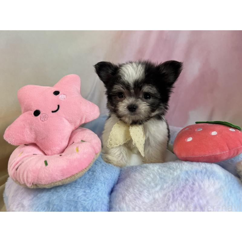 販売中の茨城県のチワマル:チワワ×マルチーズ-410817の5枚目