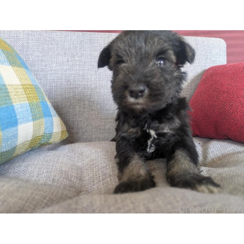 商談中の福岡県のミニチュアシュナウザー-423404の6枚目