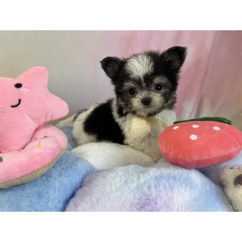 販売中の茨城県のチワマル:チワワ×マルチーズ-410817の4枚目