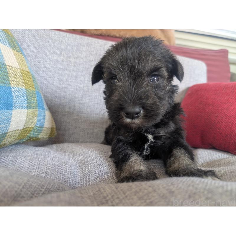 商談中の福岡県のミニチュアシュナウザー-423404の5枚目