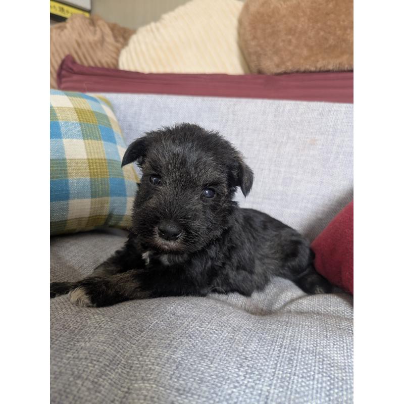 商談中の福岡県のミニチュアシュナウザー-423404の4枚目