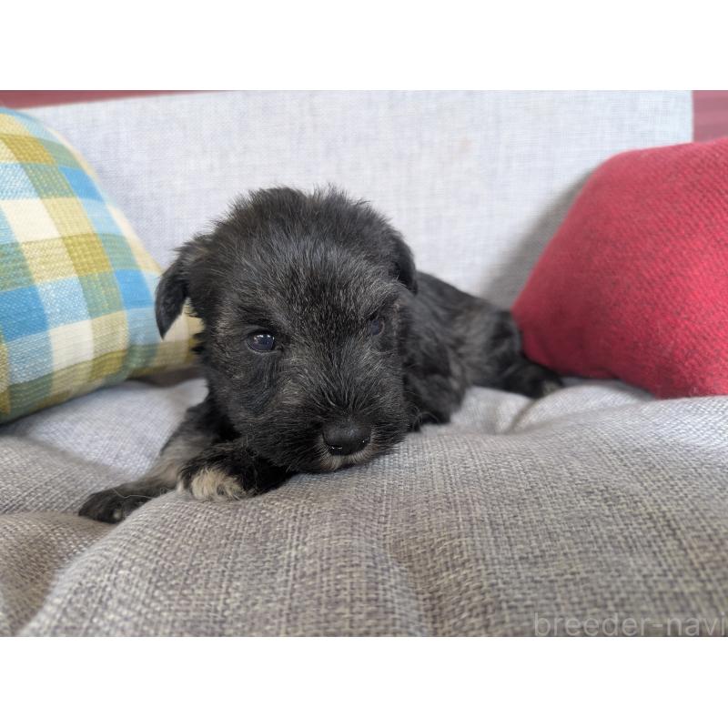 商談中の福岡県のミニチュアシュナウザー-423404の3枚目