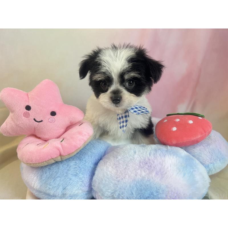 販売中の茨城県のチワマル:チワワ×マルチーズ-410815の8枚目