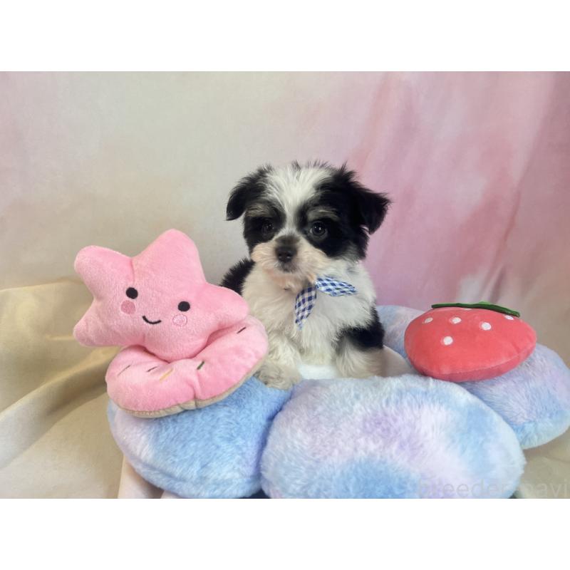 販売中の茨城県のチワマル:チワワ×マルチーズ-410815の7枚目