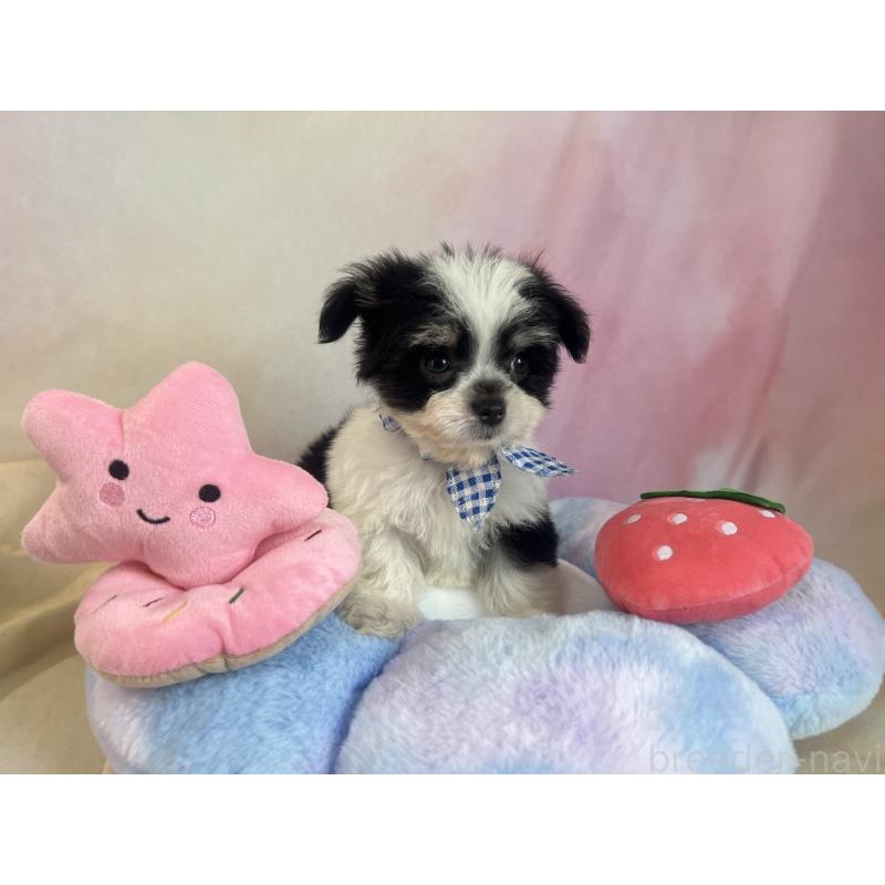 販売中の茨城県のチワマル:チワワ×マルチーズ-410815