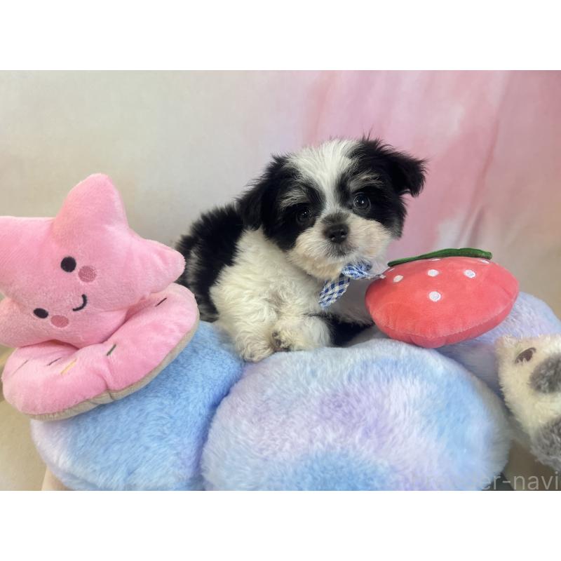 販売中の茨城県のチワマル:チワワ×マルチーズ-410815の5枚目