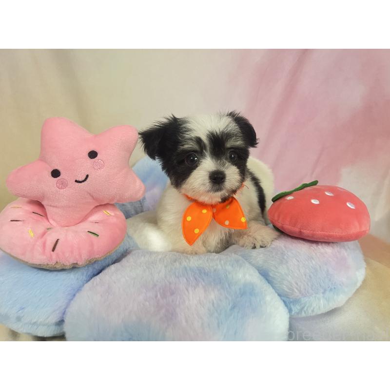 販売中の茨城県のチワマル:チワワ×マルチーズ-410816の8枚目