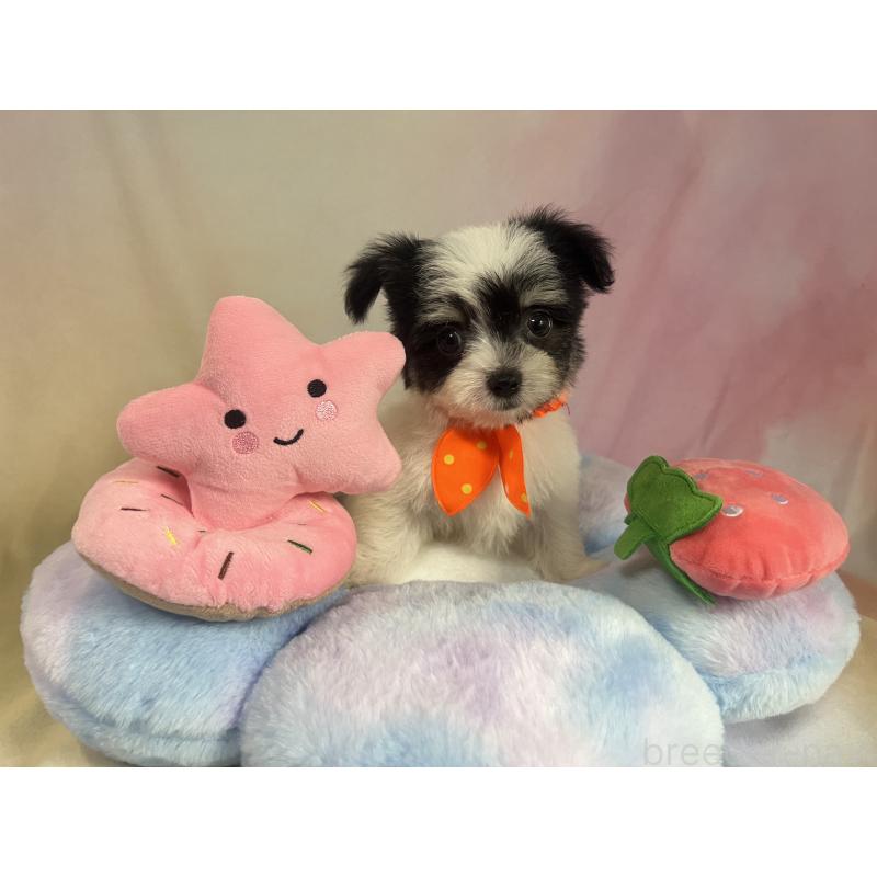 販売中の茨城県のチワマル:チワワ×マルチーズ-410816