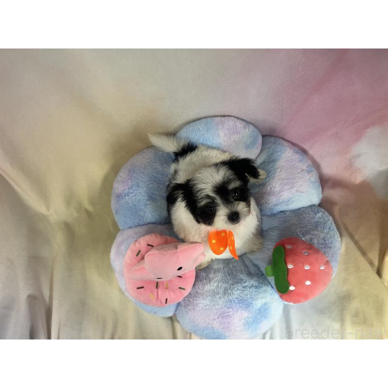 販売中の茨城県のチワマル:チワワ×マルチーズ-410816の6枚目