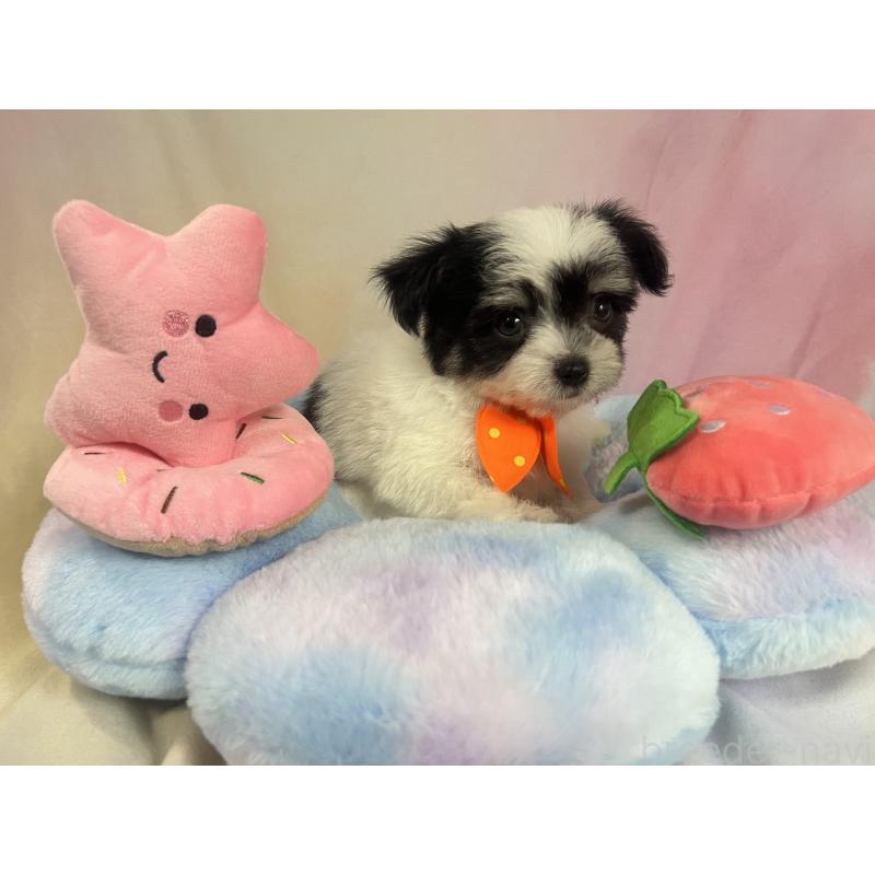 販売中の茨城県のチワマル:チワワ×マルチーズ-410816の5枚目