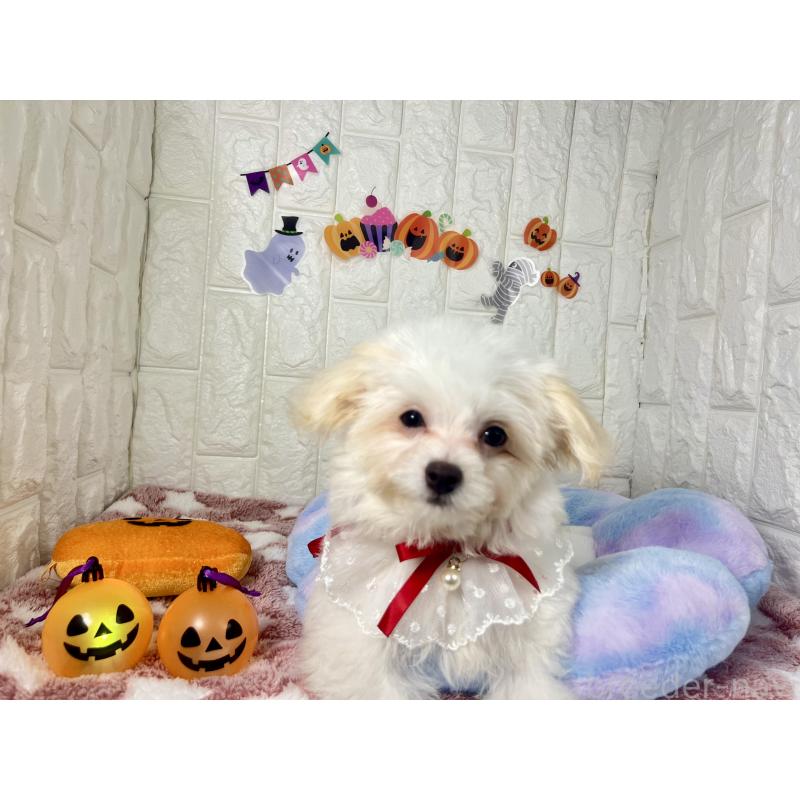 販売中の茨城県のチワマル:チワワ×マルチーズ-402707の6枚目