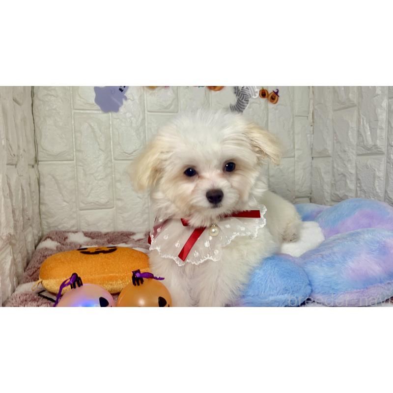 販売中の茨城県のチワマル:チワワ×マルチーズ-402707