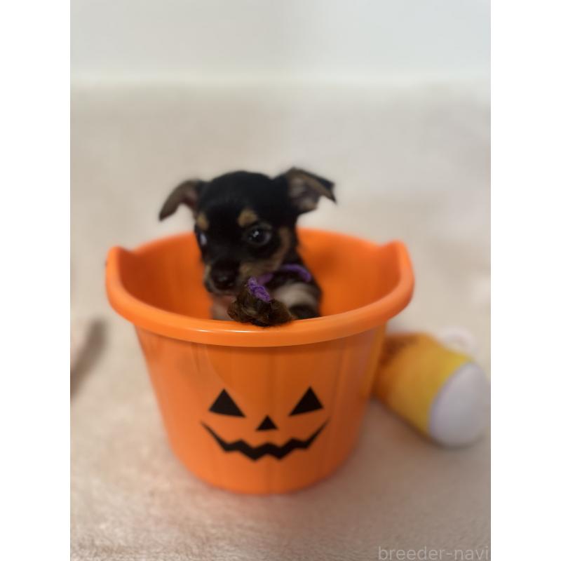 販売中の福岡県のヨーチー:ヨークシャーテリア×チワワ-423406の2枚目