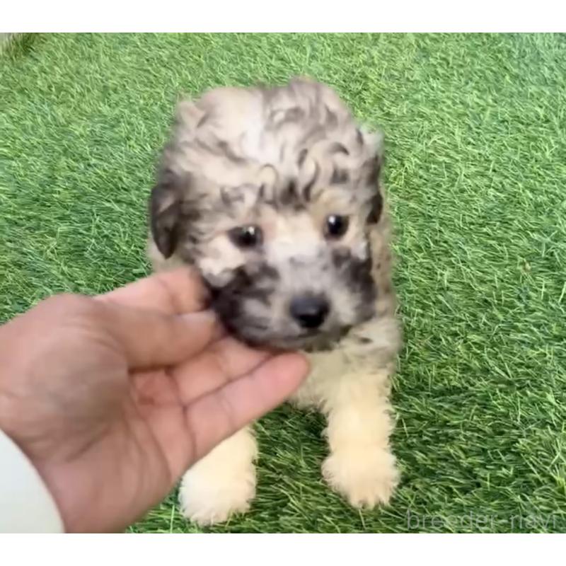 販売中の奈良県のティーカッププードル-423408の1枚目