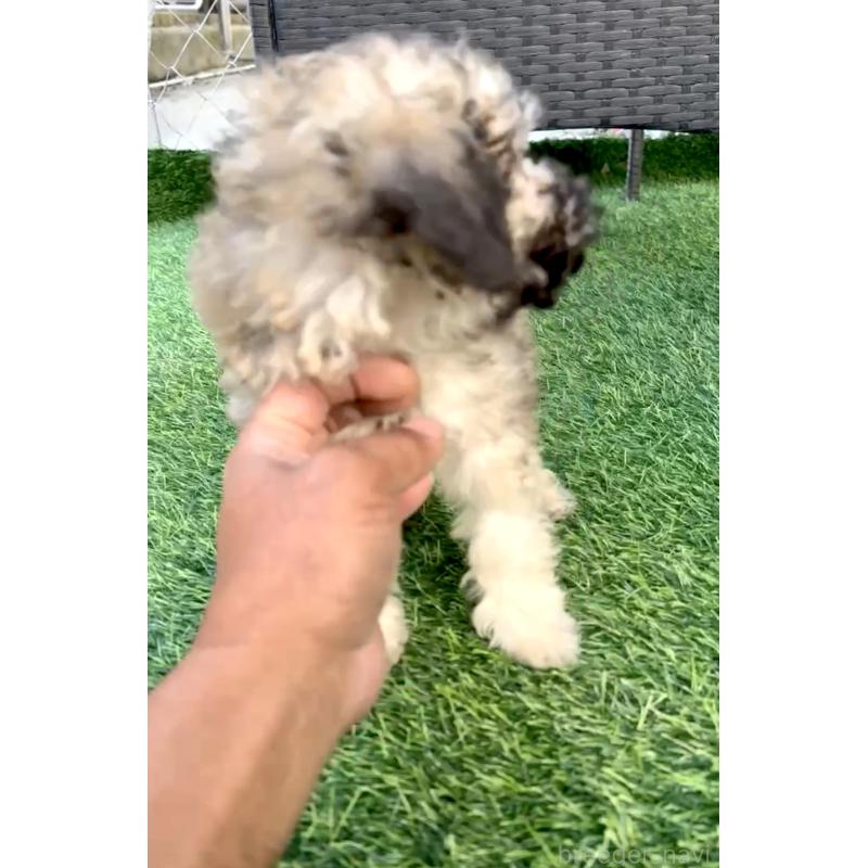 販売中の奈良県のティーカッププードル-423408の3枚目