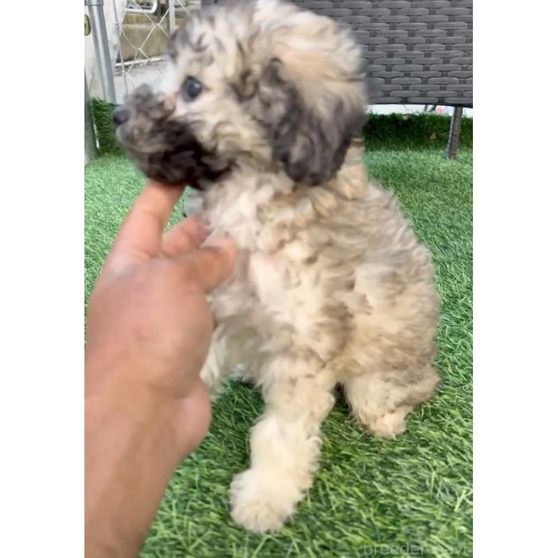 販売中の奈良県のティーカッププードル-423408の2枚目