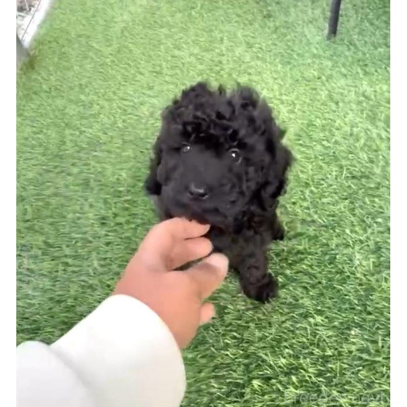 販売中の奈良県のタイニープードル-423409の3枚目