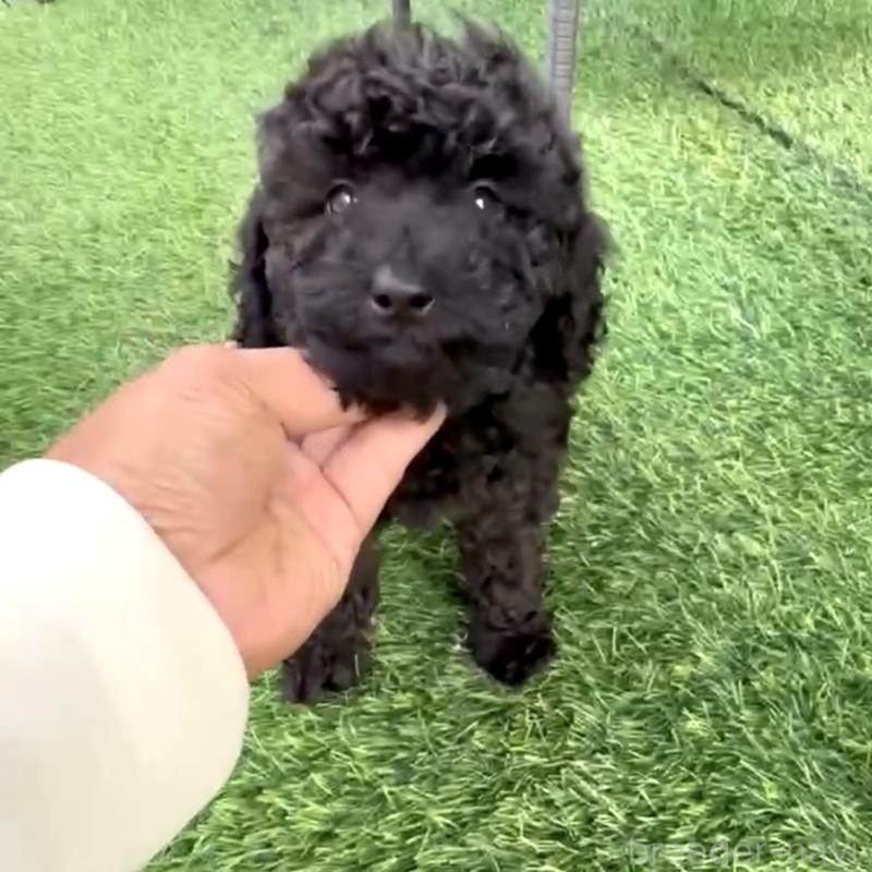 販売中の奈良県のタイニープードル-423409の2枚目