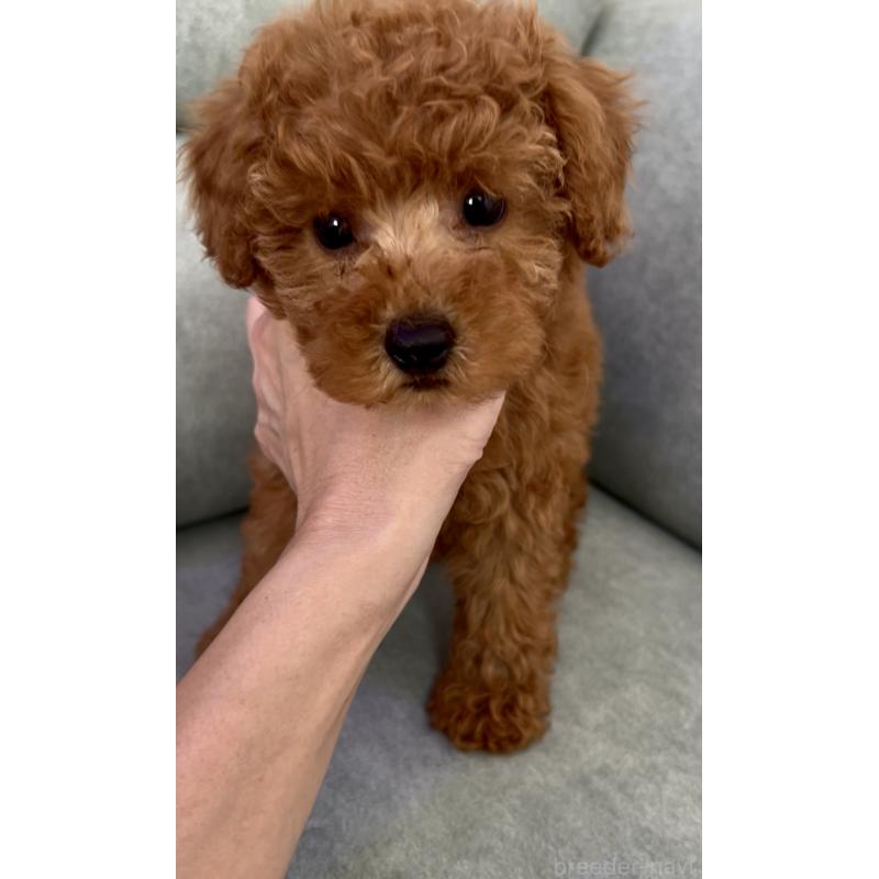 販売中の奈良県のタイニープードル-423411の7枚目