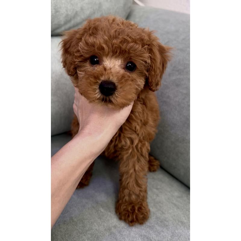 販売中の奈良県のタイニープードル-423411