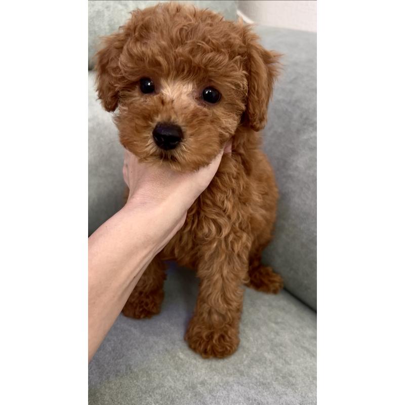 販売中の奈良県のタイニープードル-423411の6枚目