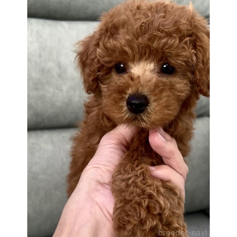 販売中の奈良県のタイニープードル-423411の5枚目